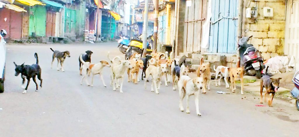 When will the scourge of stray dogs stop?