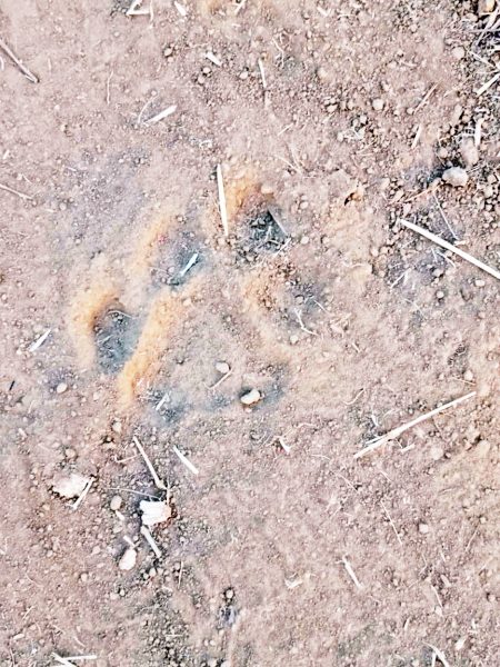 हल्याळ तालुक्यातील खामडोळी, कासरंडा,अल्लोळ्ळी परिसरात वाघाचे ठसे Tiger footprints in Khamdoli, Kasaranda, Allolli area of Halyal taluka