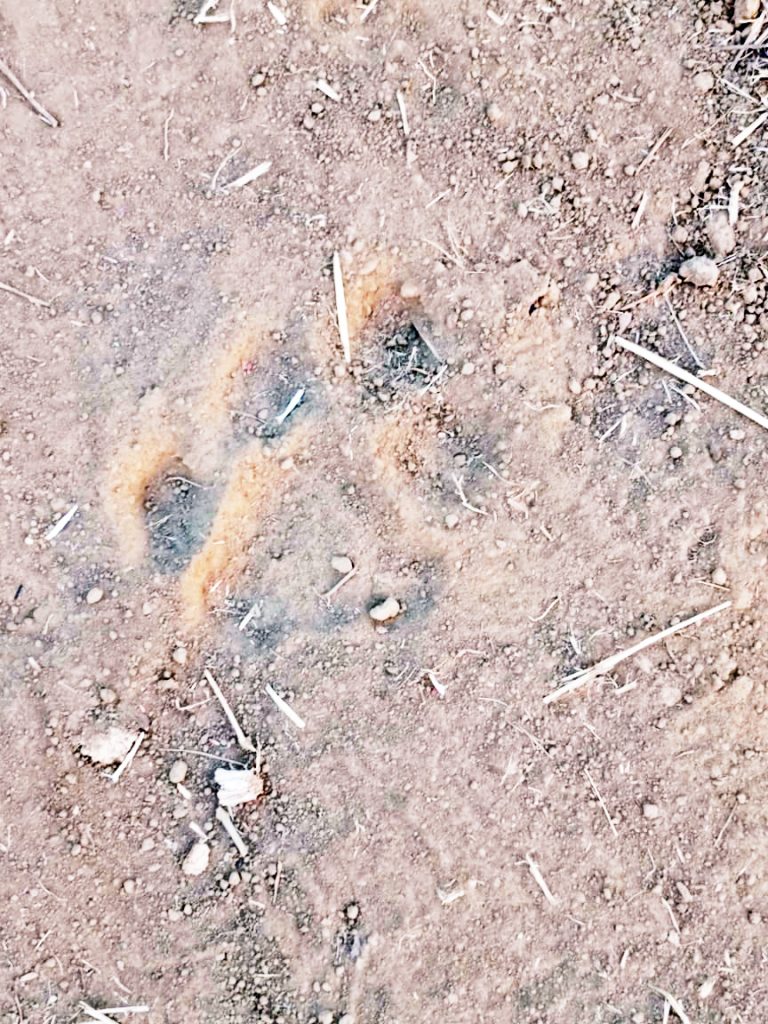 हल्याळ तालुक्यातील खामडोळी, कासरंडा,अल्लोळ्ळी परिसरात वाघाचे ठसे Tiger footprints in Khamdoli, Kasaranda, Allolli area of Halyal taluka