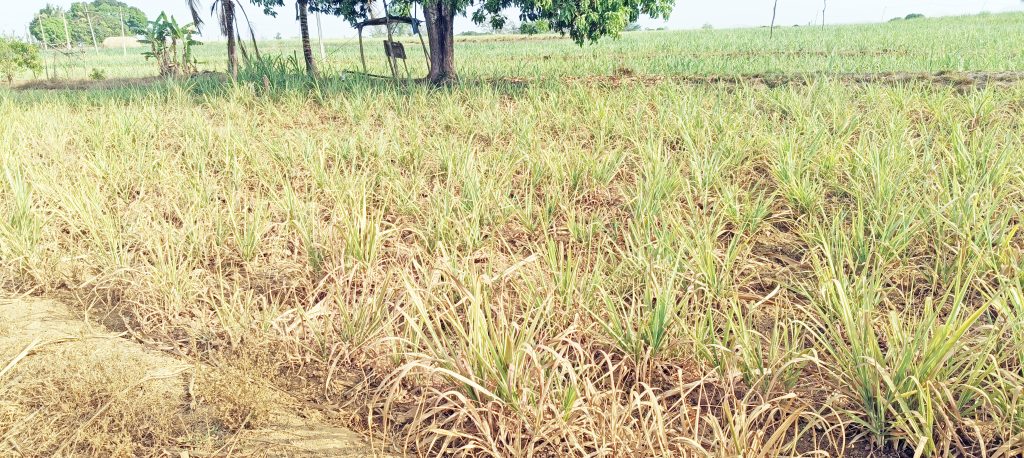 पाण्यासाठी वणवण, वळीव पावसाकडे लक्ष Look out for water, watch out for imminent rain