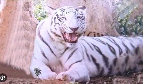 White tigress dies in Odisha park