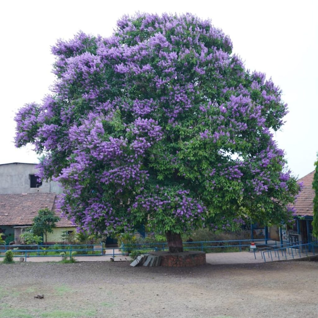 Tamhan, State tree Of Maharashtra