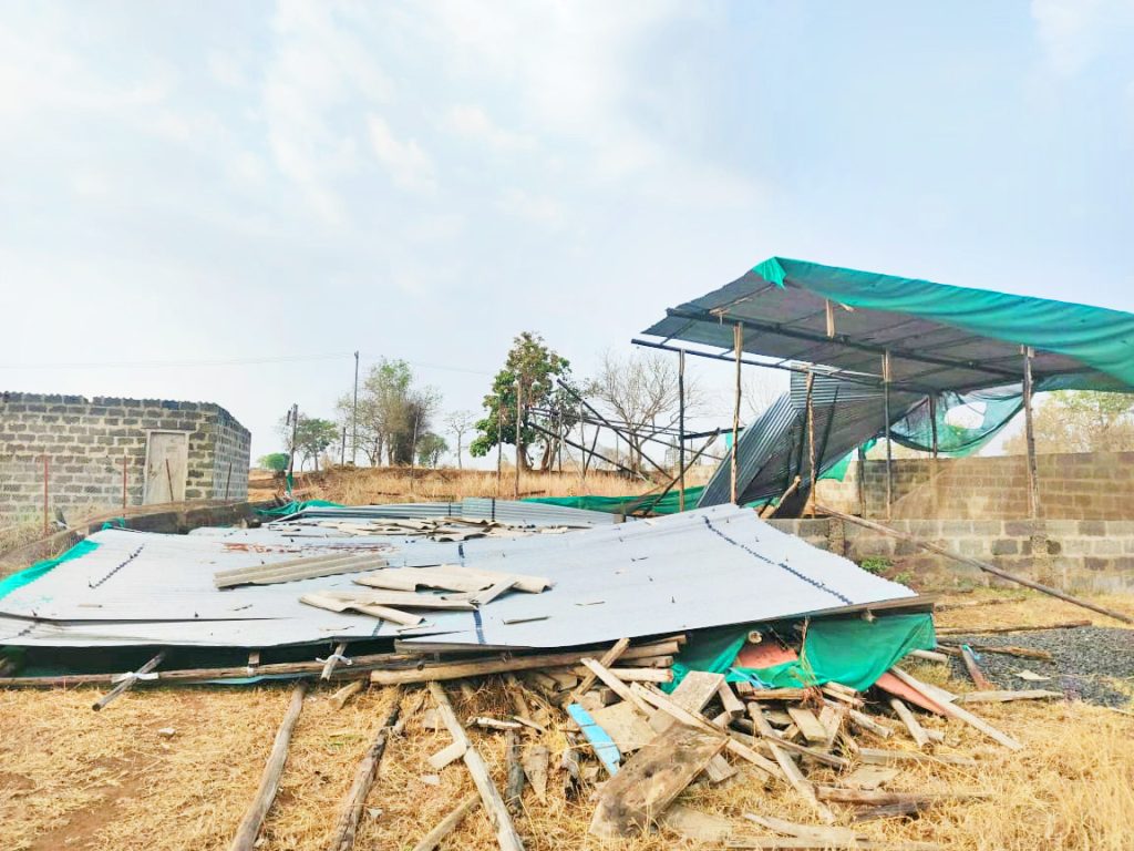 राजहंसगड येथे कुक्कुटपालन शेड पडल्याने कोंबड्या-पिल्ले मृत्युमुखी Chickens and chicks die due to falling shed