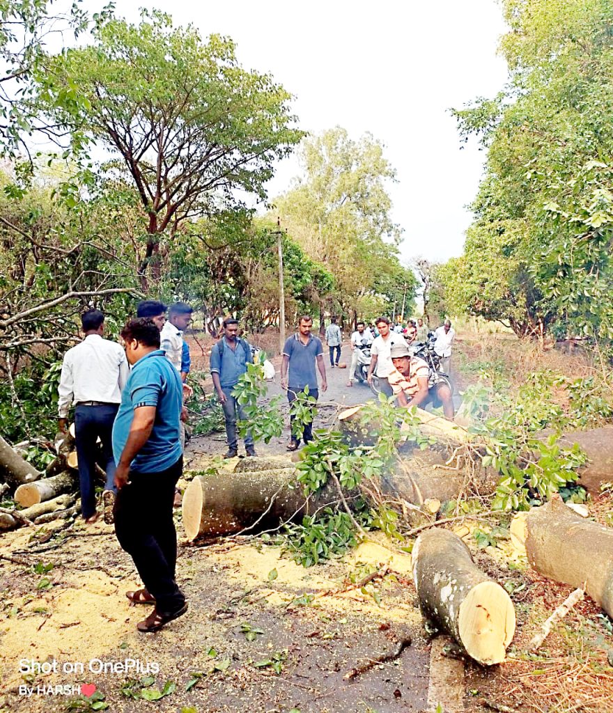 Traffic jam due to fallen tree on Mannur road