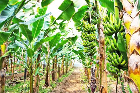 Banana producers hit in the district