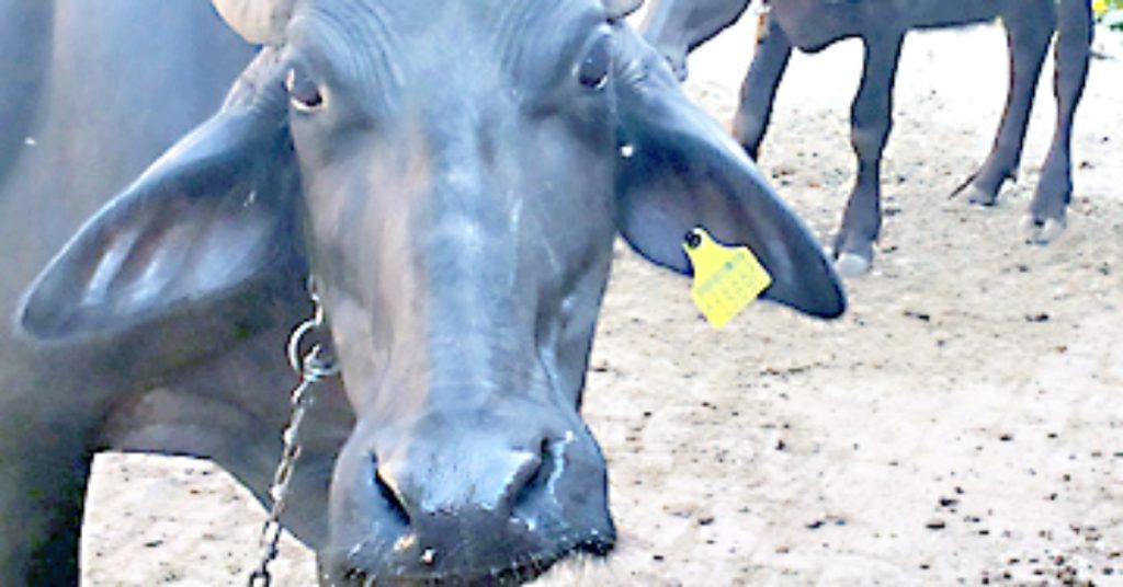 When will the administration wake up to ear tagging?