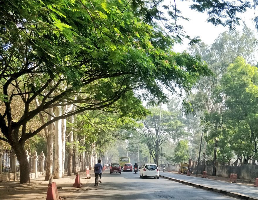 On the issue of dangerous trees in the city