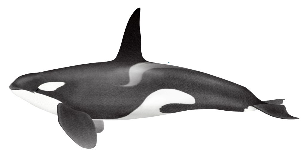 Devmasha's death is getting cheap...