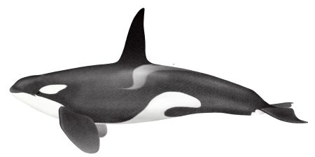 देवमाशाचं मरण स्वस्त होतंय… Devmasha's death is getting cheap...