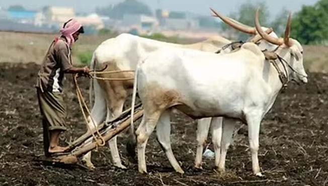 7.40 lakh hectare target for kharif