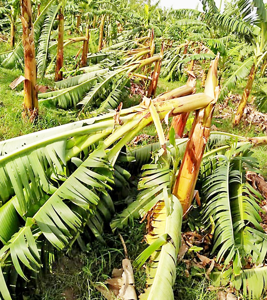 हुदली भागात वळीव पावसाचा तडाखा Heavy rain in Hudli area