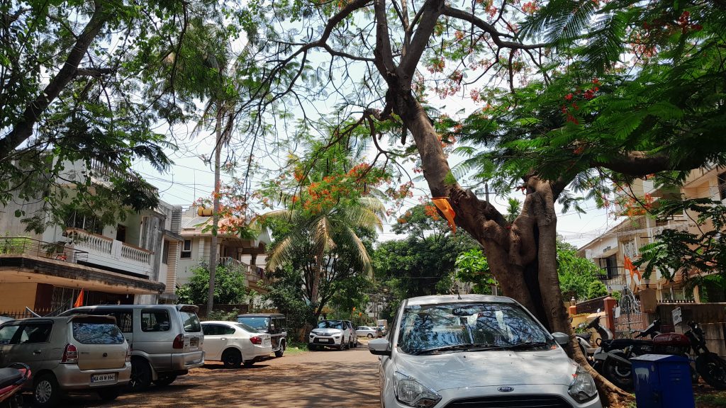 पावसाळ्यापूर्वी धोकादायक स्थितीतील झाडे हटवा Remove trees in dangerous condition before monsoon
