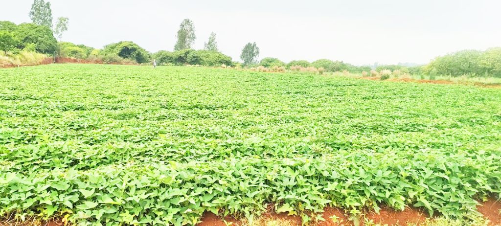 The trend of farmers towards summer sweet potato cultivation is increasing