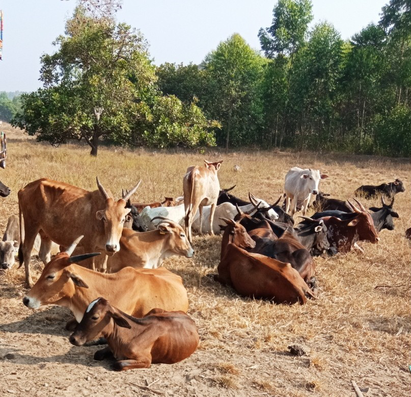 Contaminated water is a problem for domestic and wild animals
