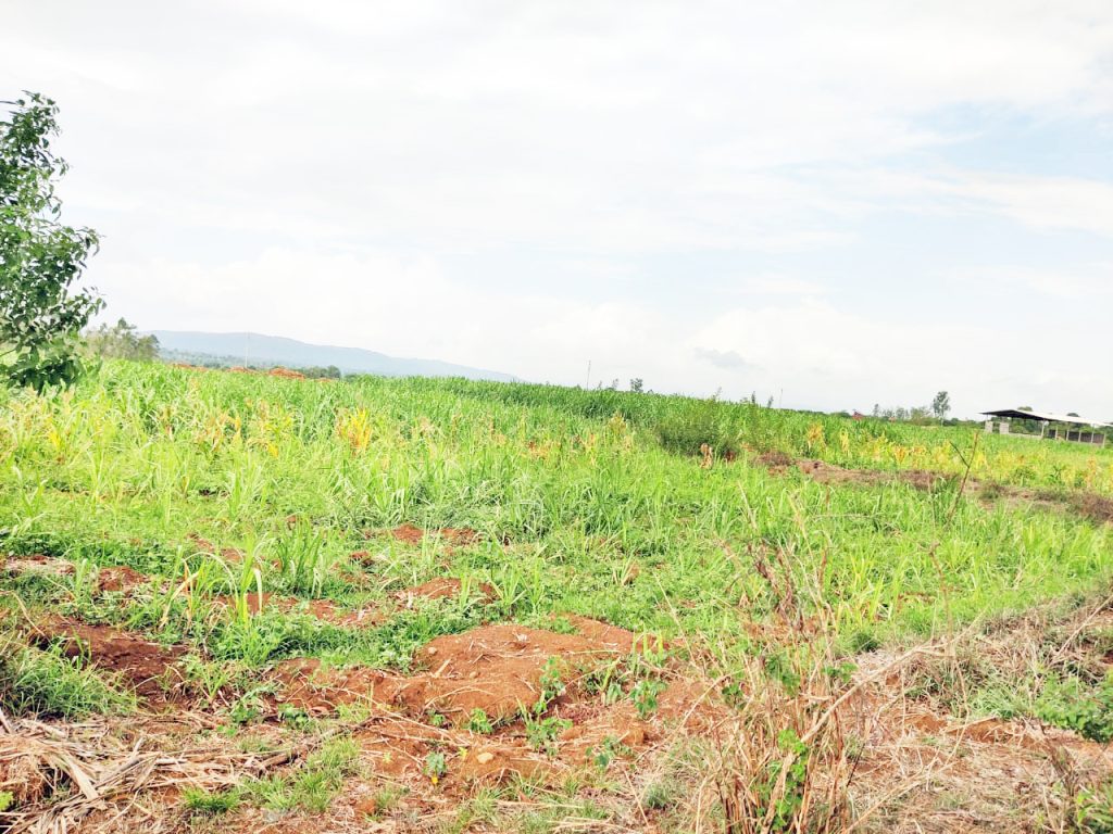वळिवाची सतत हुलकावणी : शेतकरी प्रतीक्षेत Valiwa's continuous decline: Farmers are waiting