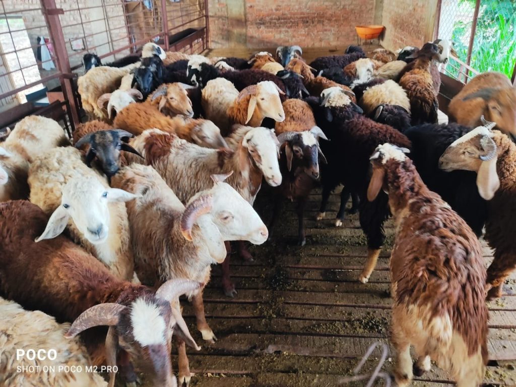 Vaccines to goats and sheep
