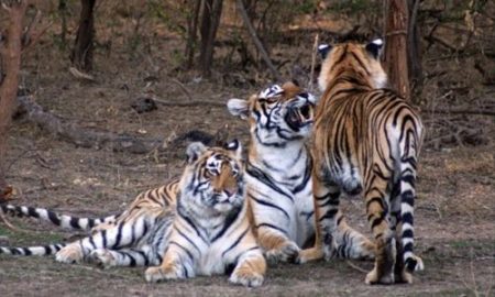 चांदोलीत बुद्ध पौर्णिमेला प्राणी गणना ! निसर्गप्रेमी घेतील चांदण्या रात्री निसर्ग अनुभव Animal counting Buddha Purnima