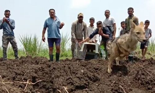 fox fell into well Tope Dakshinwadi