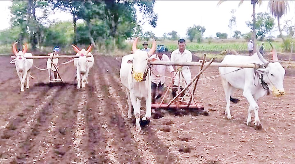 वळिवाने पेरणीपूर्व मशागतीच्या कामांना होणार प्रारंभ Cultivation work will start before sowing in Valiva