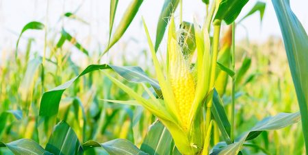 Sufficient moisture in the soil after heavy rains