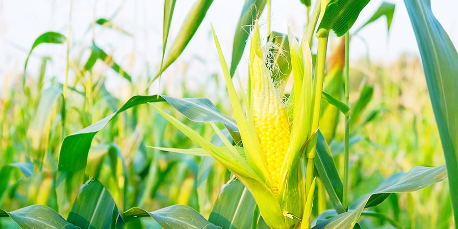 वळिवाने जमिनीत पुरेसा ओलावा Sufficient moisture in the soil after heavy rains