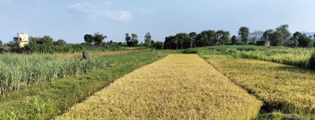 पावसाच्या हुलकावणीने शेतीच्या मशागतीची कामे लांबली