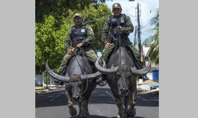 बफेलो सोल्जर्स चक्क रेड्यावर बसून पोलीस घालतात गस्त Buffalo Soldiers patrol the police on the red