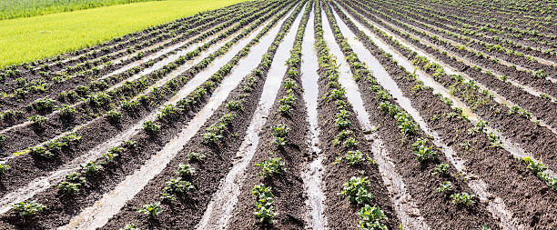 विजांच्या कडकडाटांसह बाळेकुंद्री भागात जोरदार पाऊस Heavy rain in Balekundri area with lightning