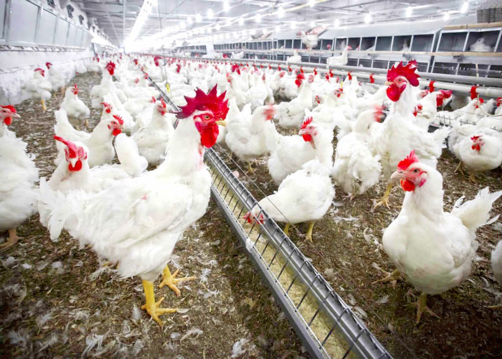 Don't believe rumors about bird flu