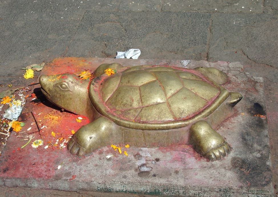 जगणे शिकवणारे कासव A turtle that teaches survival