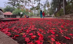 GULMOHAR