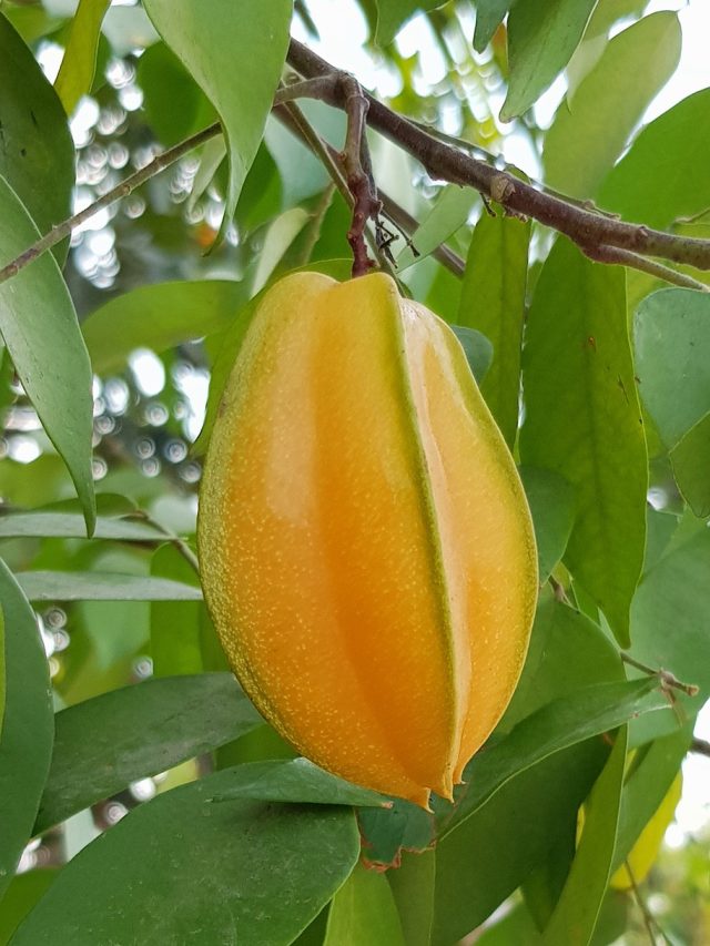 स्टार फ्रूटचे आरोग्यदायी फायदे